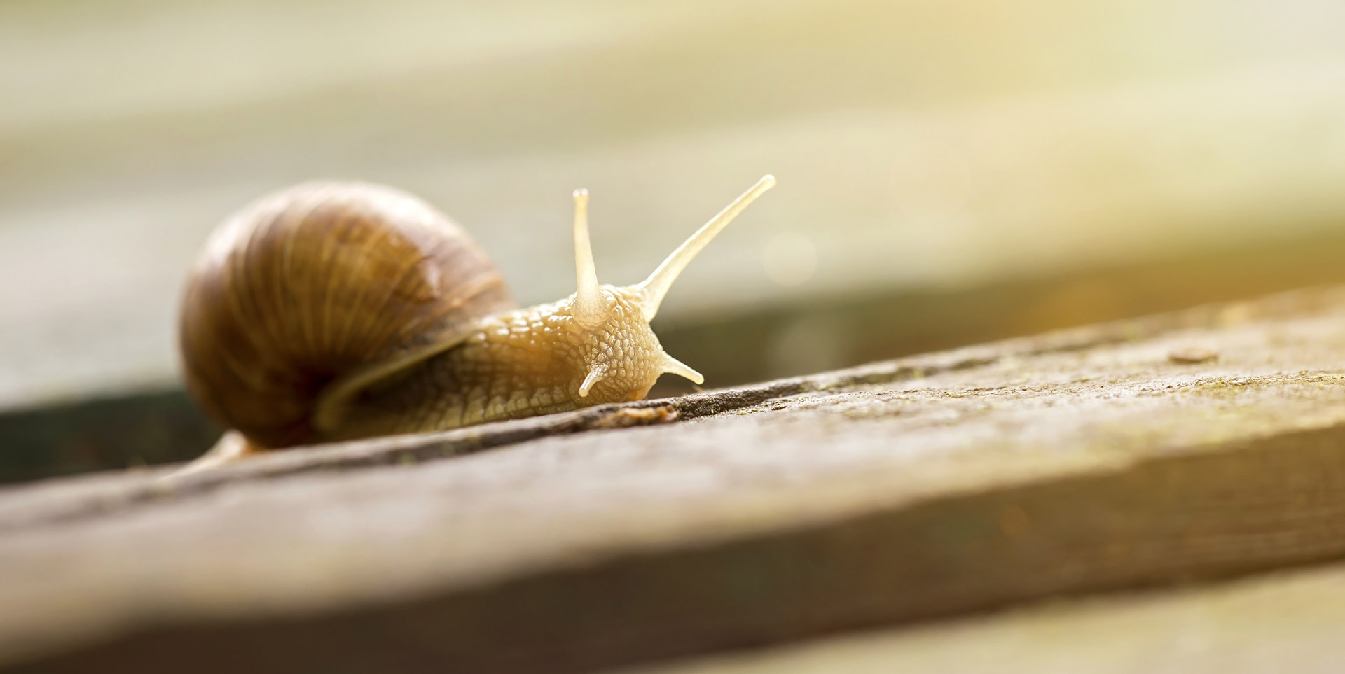 Un escargot rampant.