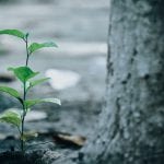 Une plante verte compensée poussant hors du sol près d'un arbre.