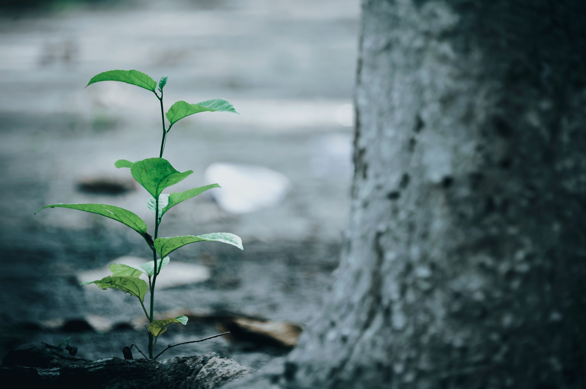 Une plante verte compensée poussant hors du sol près d'un arbre.