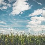 Un champ avec de l'herbe verte et des nuages duveteux dans le ciel, contribuant à un Bilan carbone.