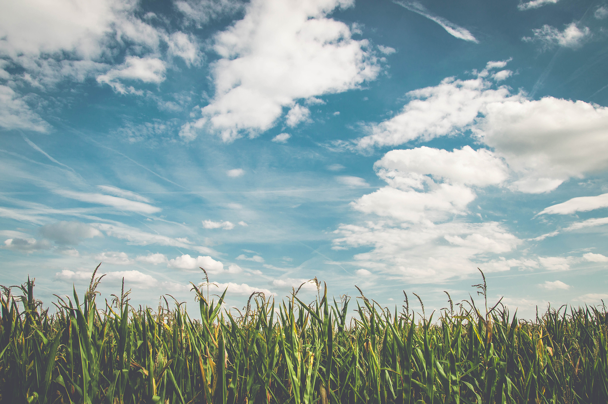 Un champ avec de l'herbe verte et des nuages duveteux dans le ciel, contribuant à un Bilan carbone.