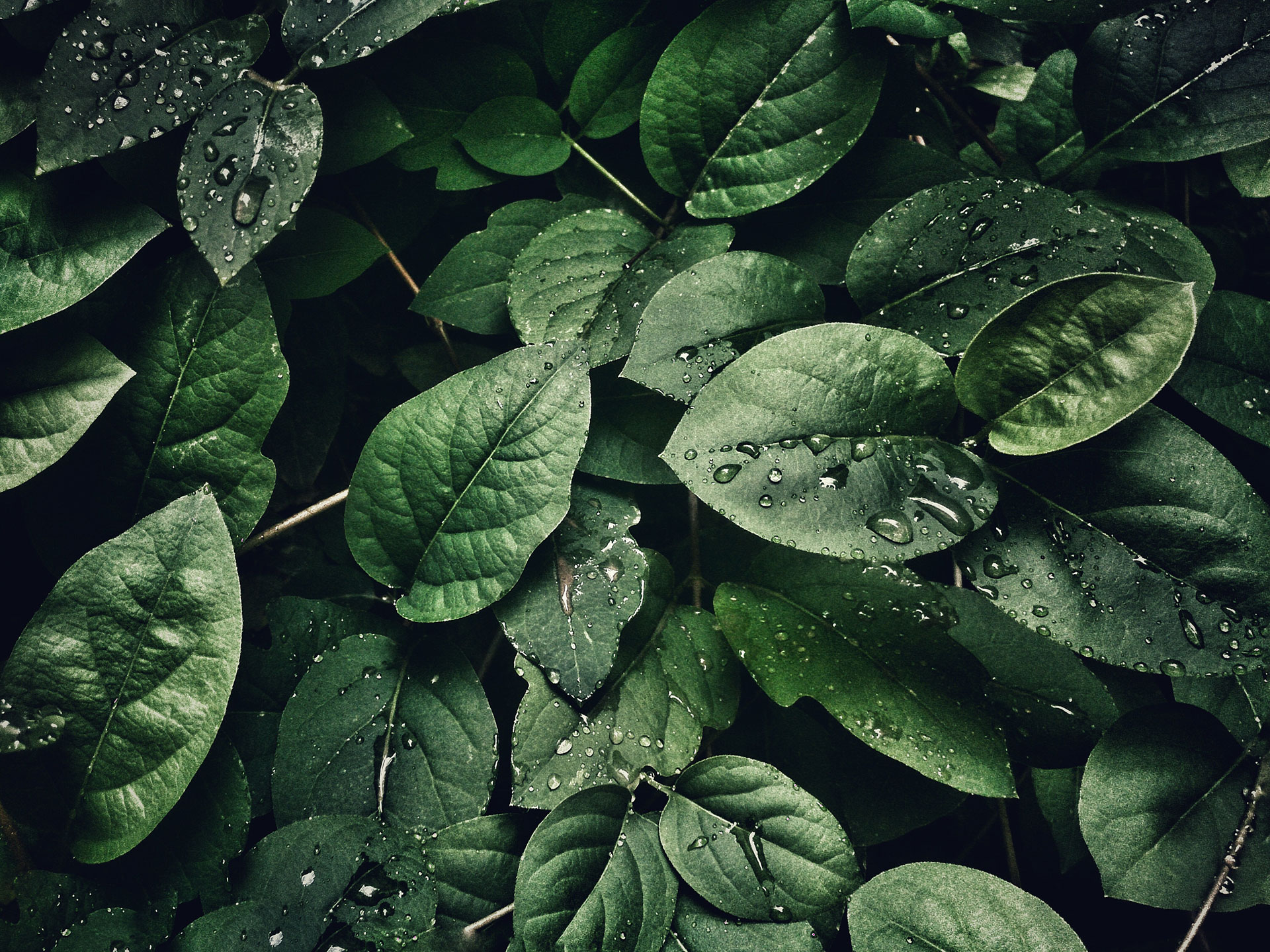 Feuilles vertes recouvertes de gouttelettes d'eau, soulignant leur impact environnemental (Bilan carbone).