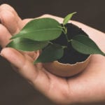 Une main tenant un œuf écologique avec une plante qui en sort, mettant l'accent sur la compensation de l'empreinte carbone.