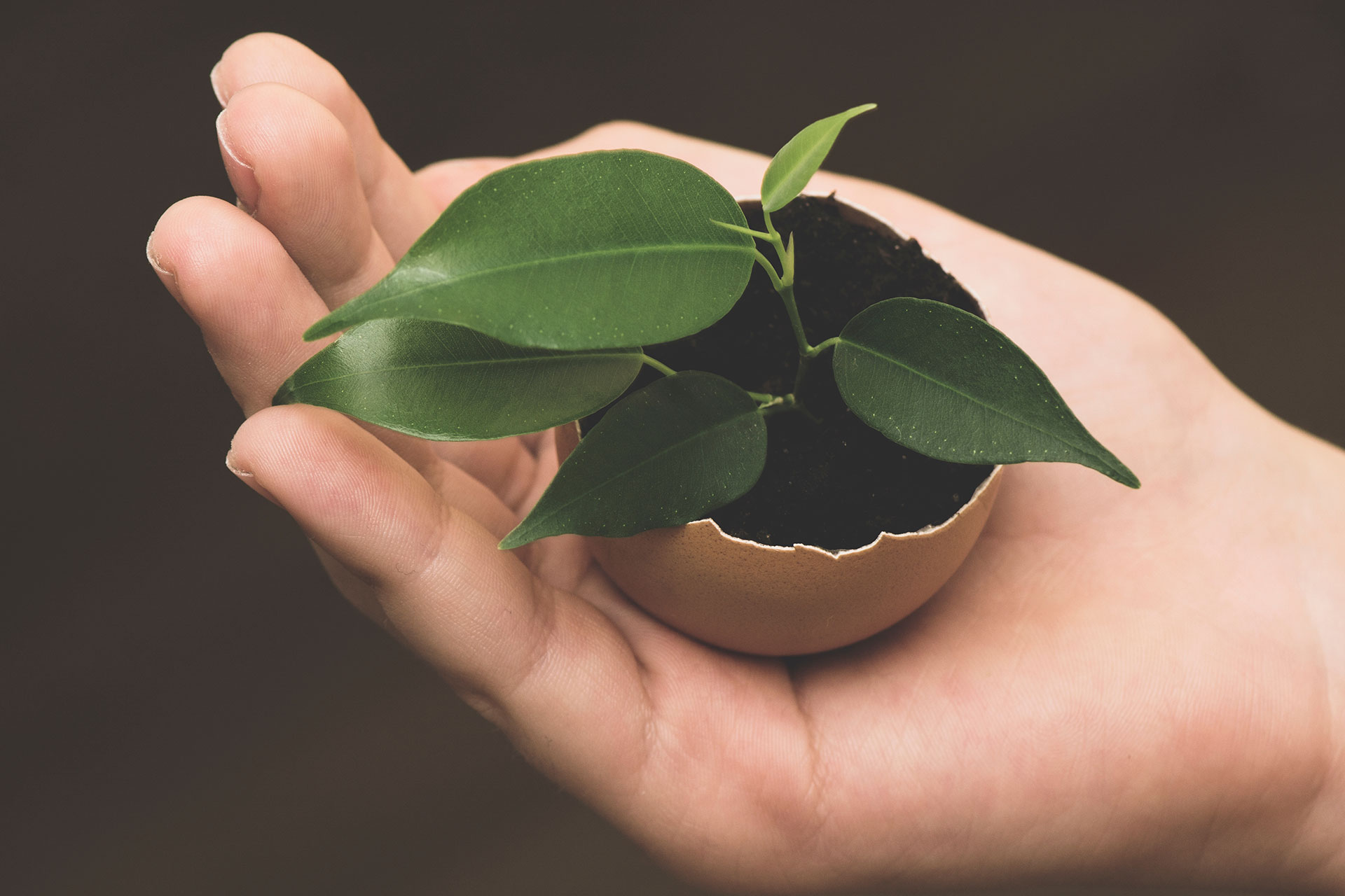 Une main tenant un œuf écologique avec une plante qui en sort, mettant l'accent sur la compensation de l'empreinte carbone.