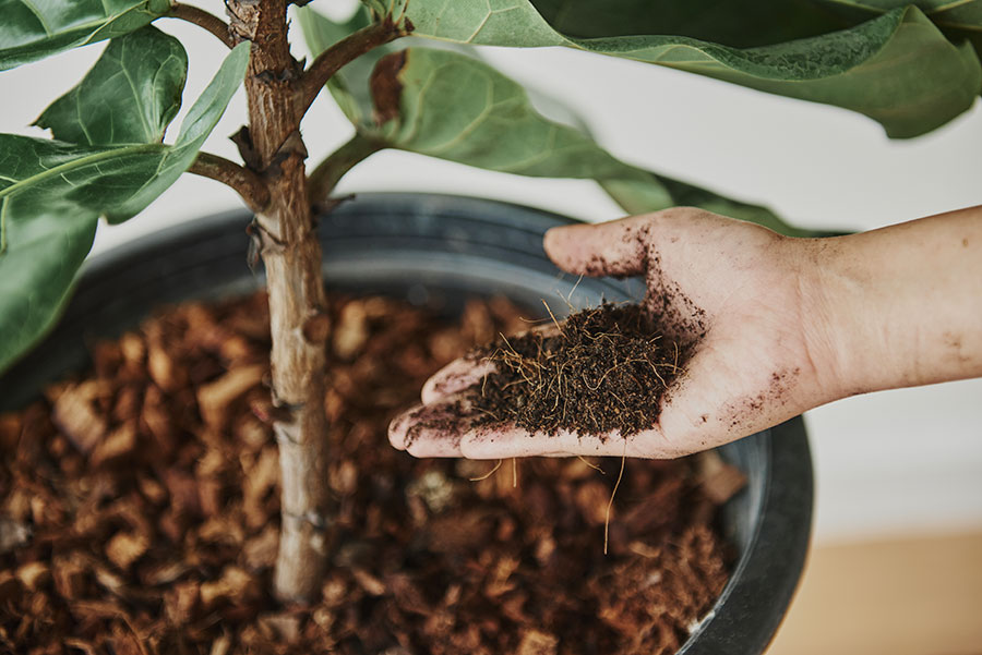 La main d'une personne tenant de la terre dans une plante en pot.
